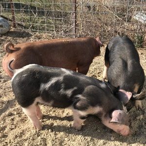 Meet your Posher, Shelby